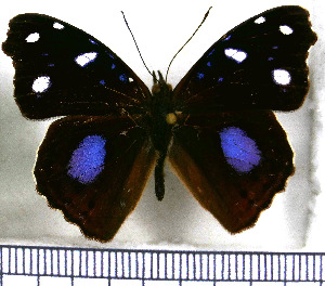  (Cybdelis phaesyle - JFDA0792)  @11 [ ] by-nc-sa (2024) Jean F. Le Crom Jean F. Le Crom