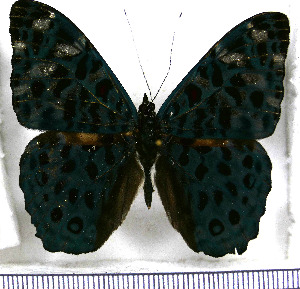  (Hamadryas albicornis - JFDA0808)  @11 [ ] by-nc-sa (2024) Jean F. Le Crom Jean F. Le Crom