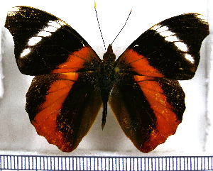  (Epiphile eriopis - JFDA0832)  @11 [ ] by-nc-sa (2024) Jean F. Le Crom Jean F. Le Crom