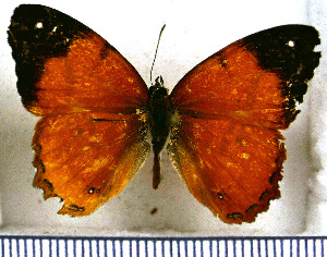  (Nica flavilla sylvestris - JFDA0843)  @11 [ ] by-nc-sa (2024) Jean F. Le Crom Jean F. Le Crom