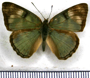  ( - JFDA0869)  @11 [ ] by-nc-sa (2024) Jean F. Le Crom Jean F. Le Crom