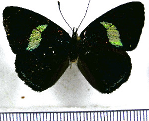  (Diaethria dodone - JFDA0888)  @11 [ ] by-nc-sa (2024) Jean F. Le Crom Jean F. Le Crom