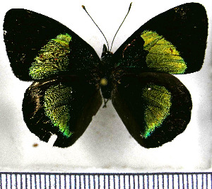  (Diaethria gueneei - JFDA0892)  @11 [ ] by-nc-sa (2024) Jean F. Le Crom Jean F. Le Crom