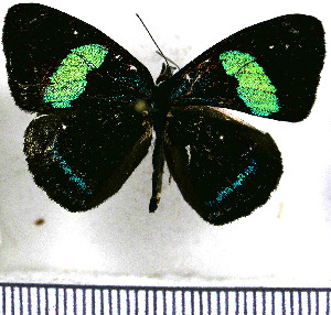  (Diaethria artemis - JFDA0893)  @11 [ ] by-nc-sa (2024) Jean F. Le Crom Jean F. Le Crom