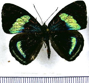  (Diaethria phlogea - JFDA0894)  @11 [ ] by-nc-sa (2024) Jean F. Le Crom Jean F. Le Crom