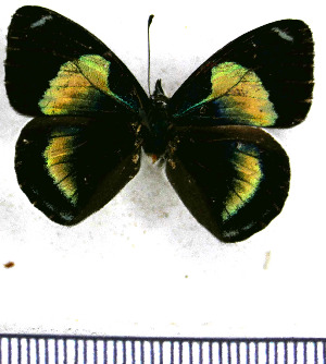  (Diaethria metiscus - JFDA0895)  @11 [ ] by-nc-sa (2024) Jean F. Le Crom Jean F. Le Crom