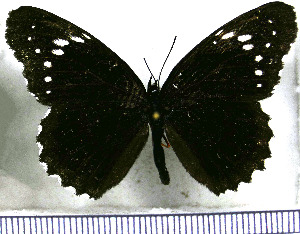  ( - JFDA0951)  @11 [ ] by-nc-sa (2024) Jean F. Le Crom Jean F. Le Crom