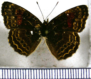  (Telenassa catenarius - JFDA0973)  @11 [ ] by-nc-sa (2024) Jean F. Le Crom Jean F. Le Crom
