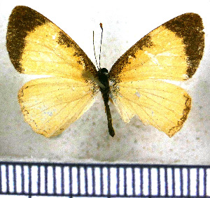  (Tegosa flavida - JFDA0990)  @11 [ ] by-nc-sa (2024) Jean F. Le Crom Jean F. Le Crom