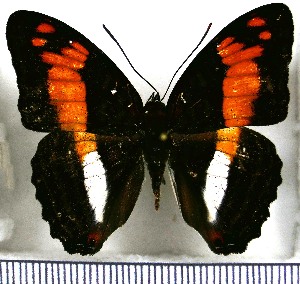  (Adelpha attica - JFDA1085)  @11 [ ] by-nc-sa (2024) Jean F. Le Crom Jean F. Le Crom