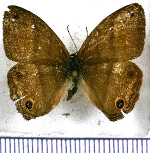  (Paryphthimoides pseudoconfusa - JFDA1224)  @11 [ ] by-nc-sa (2024) Jean F. Le Crom Jean F. Le Crom