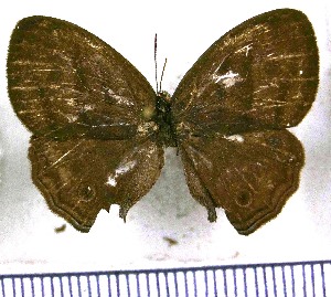  (Euptychia alacristata - JFDA1237)  @11 [ ] by-nc-sa (2024) Jean F. Le Crom Jean F. Le Crom