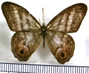  (Chloreuptychia callichloris - JFDA1308)  @11 [ ] by-nc-sa (2024) Jean F. Le Crom Jean F. Le Crom