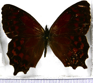  (Lasiophila hewitsonia - JFDA1538)  @11 [ ] by-nc-sa (2025) Jean F. Le Crom Jean F. Le Crom