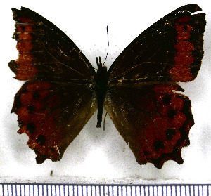  (Lasiophila parthyene - JFDA1542)  @11 [ ] by-nc-sa (2025) Jean F. Le Crom Jean F. Le Crom