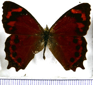  (Lasiophila zapatoza zapatoza - JFDA1549)  @11 [ ] by-nc-sa (2025) Jean F. Le Crom Jean F. Le Crom