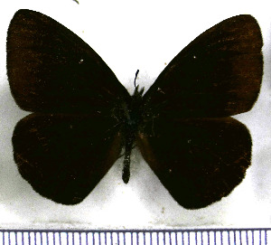  (Lymanopoda gortyna - JFDA1561)  @11 [ ] by-nc-sa (2025) Jean F. Le Crom Jean F. Le Crom