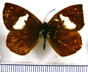  (Lymanopoda labineta - JFDA1609)  @11 [ ] by-nc-sa (2025) Jean F. Le Crom Jean F. Le Crom