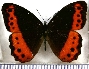  (Oxeoschistus protogenia - JFDA1649)  @11 [ ] by-nc-sa (2025) Jean F. Le Crom Jean F. Le Crom