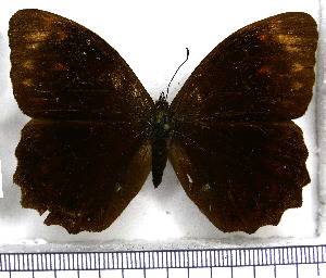  (Pronophila brennus - JFDA1685)  @11 [ ] by-nc-sa (2025) Jean F. Le Crom Jean F. Le Crom