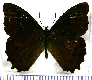  (Catargynnis mirabilis - JFDA1721)  @11 [ ] by-nc-sa (2025) Jean F. Le Crom Jean F. Le Crom