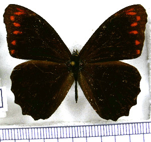  (Catargynnis phaselis - JFDA1724)  @11 [ ] by-nc-sa (2025) Jean F. Le Crom Jean F. Le Crom