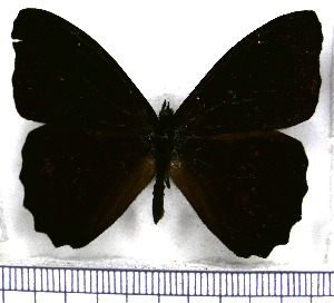  (Catargynnis - JFDA1728)  @11 [ ] by-nc-sa (2025) Jean F. Le Crom Jean F. Le Crom
