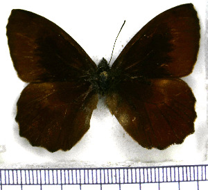  (Antopedaliodes - JFDA1746)  @11 [ ] by-nc-sa (2025) Jean F. Le Crom Jean F. Le Crom