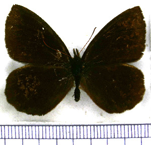  (Neopedaliodes - JFDA1750)  @11 [ ] by-nc-sa (2025) Jean F. Le Crom Jean F. Le Crom