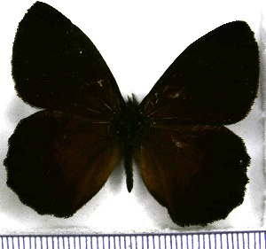  (Pedaliodes fassli - JFDA1772)  @11 [ ] by-nc-sa (2025) Jean F. Le Crom Jean F. Le Crom