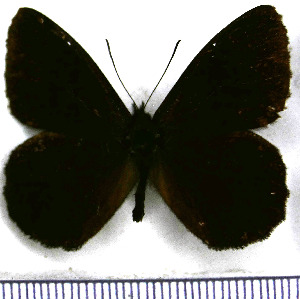  (Pedaliodes arnotti - JFDA1773)  @11 [ ] by-nc-sa (2025) Jean F. Le Crom Jean F. Le Crom