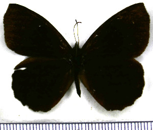  (Pedaliodes morenoi - JFDA1783)  @11 [ ] by-nc-sa (2025) Jean F. Le Crom Jean F. Le Crom