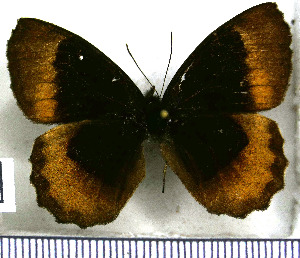  (Pedaliodes fuscata - JFDA1821)  @11 [ ] by-nc-sa (2025) Jean F. Le Crom Jean F. Le Crom