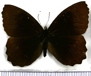  (Pedaliodes phrasicla - JFDA1835)  @11 [ ] by-nc-sa (2025) Jean F. Le Crom Jean F. Le Crom