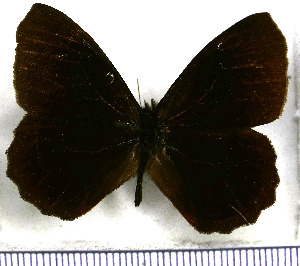  (Pedaliodes demathani - JFDA1886)  @11 [ ] by-nc-sa (2025) Jean F. Le Crom Jean F. Le Crom