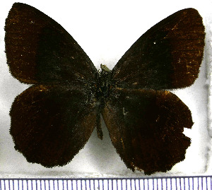  (Pedaliodes rodriguezi - JFDA1895)  @11 [ ] by-nc-sa (2025) Jean F. Le Crom Jean F. Le Crom