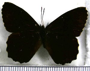 (Pedaliodes auraria - JFDA1896)  @11 [ ] by-nc-sa (2025) Jean F. Le Crom Jean F. Le Crom