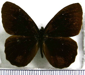  (Pedaliodes manis - JFDA1900)  @11 [ ] by-nc-sa (2025) Jean F. Le Crom Jean F. Le Crom