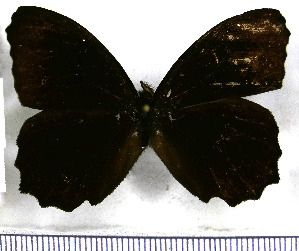  (Pedaliodes tucca - JFDA1944)  @11 [ ] by-nc-sa (2025) Jean F. Le Crom Jean F. Le Crom