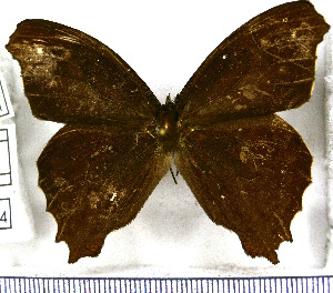  (Amphidecta pignerator - JFDA1954)  @11 [ ] by-nc-sa (2025) Jean F. Le Crom Jean F. Le Crom