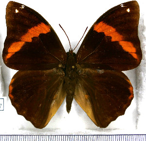  (Opsiphanes tamarindi - JFDA2107)  @11 [ ] by-nc-sa (2025) Jean F. Le Crom Jean F. Le Crom