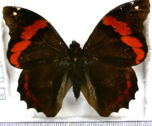  (Opsiphanes mutatus - JFDA2109)  @11 [ ] by-nc-sa (2025) Jean F. Le Crom Jean F. Le Crom