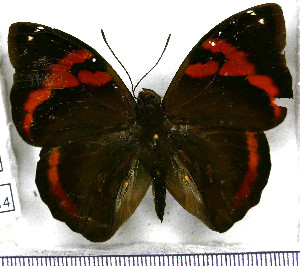  (Opsiphanes cassina numatius - JFDA2114)  @11 [ ] by-nc-sa (2025) Jean F. Le Crom Jean F. Le Crom