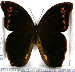  (Eryphanis zolvizora - JFDA2120)  @11 [ ] by-nc-sa (2025) Jean F. Le Crom Jean F. Le Crom