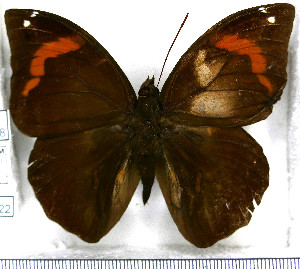  (Opsiphanes zelotes - JFDA2122)  @11 [ ] by-nc-sa (2025) Jean F. Le Crom Jean F. Le Crom