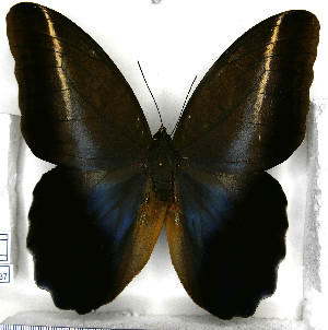  (Caligo idomeneus idomenides - JFDA2137)  @11 [ ] by-nc-sa (2025) Jean F. Le Crom Jean F. Le Crom
