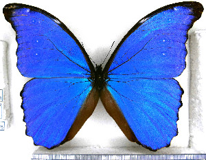  (Morpho menelaus didius - JFDA2176)  @11 [ ] by-nc-sa (2025) Jean F. Le Crom Jean F. Le Crom