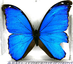 (Morpho amathonte julanthiscus - JFDA2185)  @11 [ ] by-nc-sa (2025) Jean F. Le Crom Jean F. Le Crom