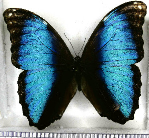  (Morpho deidamia diomedes - JFDA2187)  @11 [ ] by-nc-sa (2025) Jean F. Le Crom Jean F. Le Crom