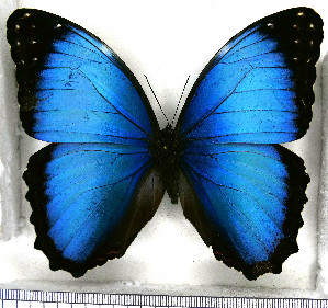  (Morpho deidamia granadensis - JFDA2188)  @11 [ ] by-nc-sa (2025) Jean F. Le Crom Jean F. Le Crom
